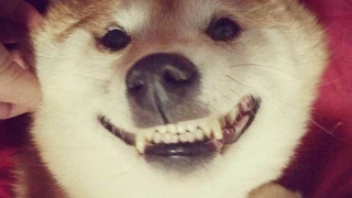 现在苹果价格多少钱一斤？2018年最新苹果批发价格行情汇总【ky.com】(图1)