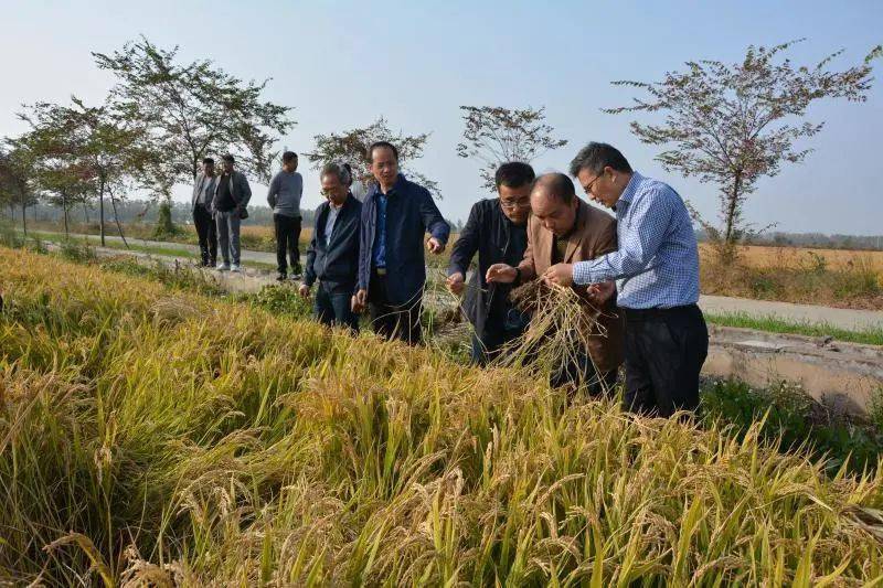 泰州市农业农村局对水稻绿色高质高效建立事情开展交织互查【kycom】(图4)
泰州市农业农村局对水稻绿色高质高效建立事情开展交织互查【kycom】(图4)