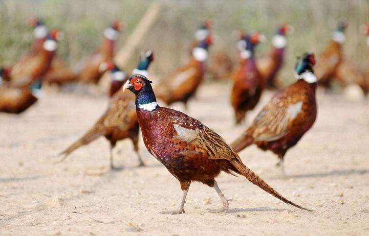 FPX首播骚话频出 Lwx惨遭全员针对:ky.com(图2) FPX首播骚话频出 Lwx惨遭全员针对:ky.com(图2)