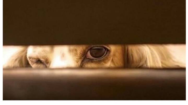 牛肉价格多少钱一斤？7月2日全国牛肉市场批发价格“ky.com”(图2)