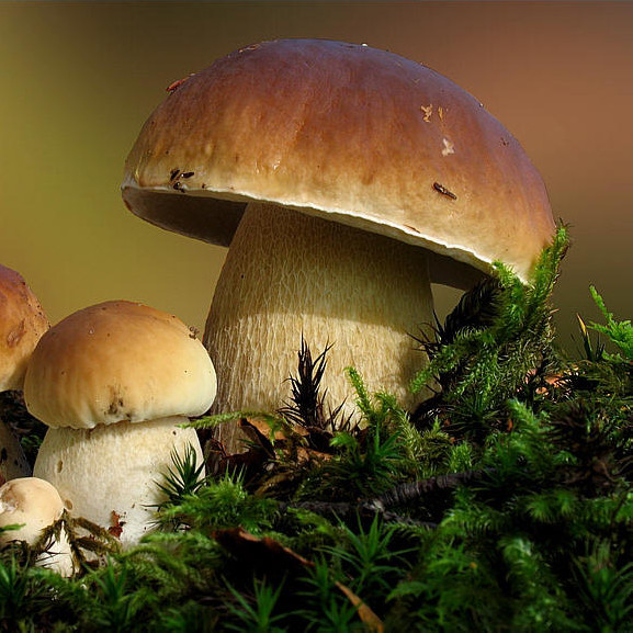 ky.com_2017年杂粮补贴领取,你是否知道吗?(图1) ky.com_2017年杂粮补贴领取,你是否知道吗?(图1)