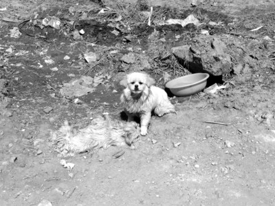 ky.com_淘汰鸡多少钱一斤？6月7日全国各地区淘汰鸡最新价格行情(图1)